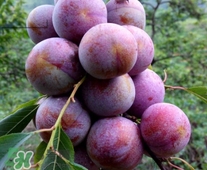 三華李可以和香蕉一起吃嗎？香蕉能和三華李一起吃嗎