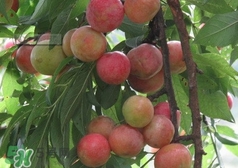 信宜三華李種植時(shí)間  錢(qián)排三華李種植時(shí)間
