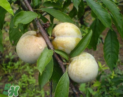 南華李什么時候成熟？南華李和三華李的區(qū)別
