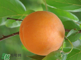 杏子不能和什么一起吃？杏子和什么不能同吃？