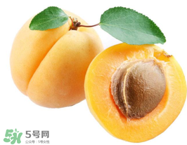 杏子幾月成熟？杏子什么時(shí)候成熟？