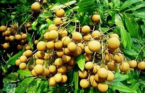 龍眼能放多久？龍眼能空腹吃嗎？