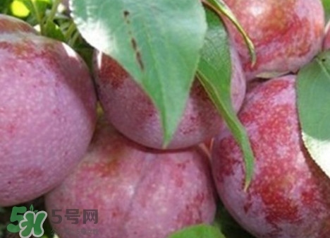 吃雙華李上火嗎？雙華李的功效與作用