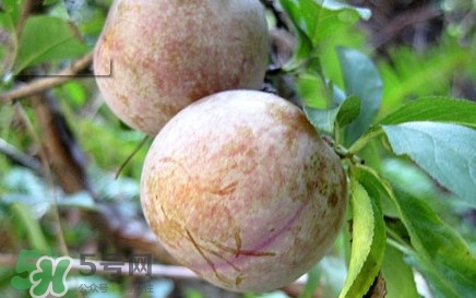 雙華李有什么營(yíng)養(yǎng)？雙華李的營(yíng)養(yǎng)價(jià)值