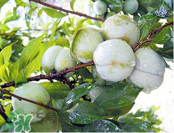 南華李什么時候成熟？南華李和三華李的區(qū)別