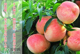 毛桃和西瓜能一起吃嗎？毛桃和西瓜能同時吃嗎？