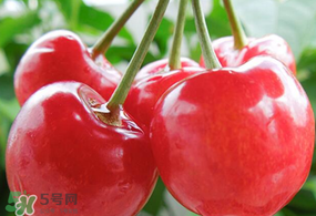 杏和櫻桃能一起吃嗎?杏能和櫻桃一起吃嗎？