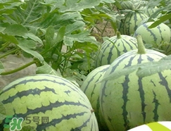 西瓜子是白色的能吃嗎？西瓜籽是白色的能不能吃