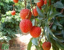 荔枝和龍眼哪個(gè)更上火？荔枝和龍眼味道差不多