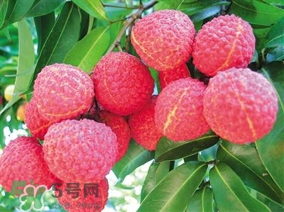 荔枝是幾月份的水果？荔枝是上火的嗎？