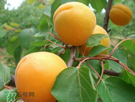 新鮮杏子可以放冰箱嗎？新鮮杏子怎么保存？