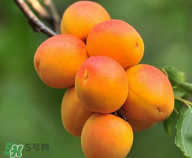 新鮮杏子可以放冰箱嗎？新鮮杏子怎么保存？