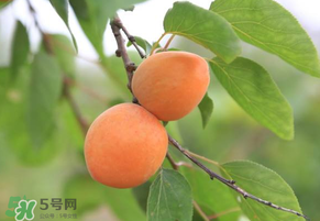 黃杏孕婦可以吃嗎？孕婦可以吃黃杏嗎？