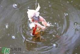 釣小龍蝦用什么餌？釣小龍蝦用什么誘餌最好？