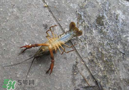 釣小龍蝦用什么餌？釣小龍蝦用什么誘餌最好？