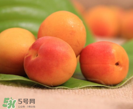 杏子可以空腹吃嗎？空腹能吃杏子嗎？