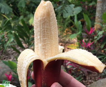 紅香蕉好吃嗎？紅香蕉味道怎么樣？