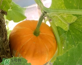 太陽(yáng)果多少錢一斤？太陽(yáng)果的價(jià)格