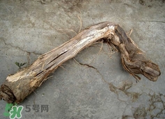 山葡萄根一斤多少錢？山葡萄根功效與作用
