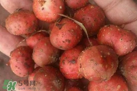 野地瓜賣多少錢一斤？野地瓜的功效與作用