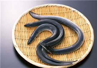 釣黃鱔用什么餌料？用什么釣黃鱔最好？