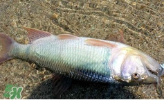 馬口魚怎么吃？馬口魚怎么做好吃？