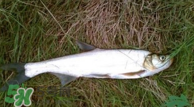 翹嘴魚多少錢一斤2017？翹嘴魚價(jià)格
