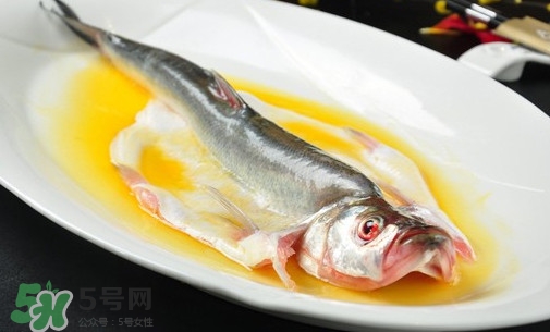 白條魚能長多大？白條魚可以長多大？