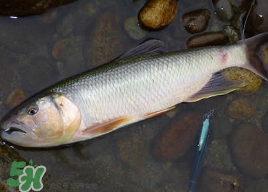馬口魚多少錢一斤2017？野生馬口魚多少錢一斤？