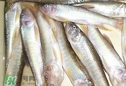 馬口魚怎么吃？馬口魚怎么做好吃？