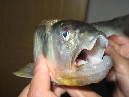 釣馬口魚用什么餌料？釣馬口魚用什么打窩？