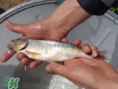 馬口魚(yú)喜歡吃什么？馬口魚(yú)一般生長(zhǎng)在什么地方