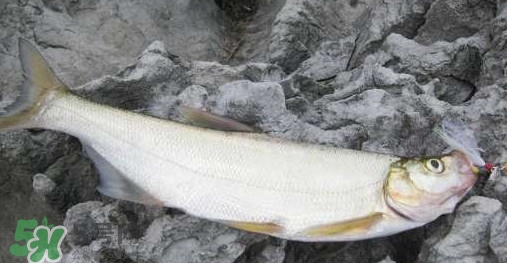 翹嘴魚是什么魚？翹嘴魚是淡水魚嗎