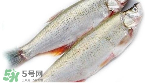 白條魚能長多大？白條魚可以長多大？