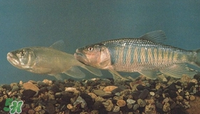 馬口魚是海魚嗎？馬口魚是什么魚
