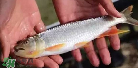 馬口魚(yú)能長(zhǎng)多大？馬口魚(yú)最大能長(zhǎng)多長(zhǎng)？