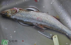 翹殼是什么魚？翹殼魚多少錢一斤2017？