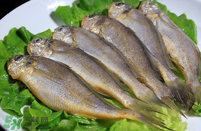 小黃魚長大后會不會變成大黃魚？