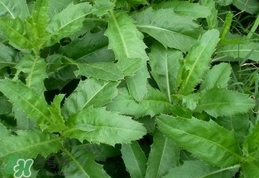 刺兒菜是蒲公英嗎？刺兒菜和蒲公英的區(qū)別