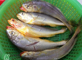 小黃魚可以養(yǎng)殖嗎？小黃魚能人工養(yǎng)殖嗎？