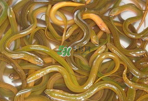 鱔魚可以養(yǎng)多久？鱔魚怎么養(yǎng)？
