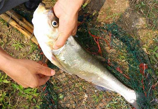 翹嘴魚是白條嗎？翹嘴魚和白條的區(qū)別