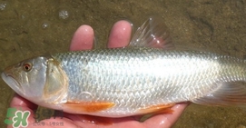 馬口魚(yú)喜歡吃什么？馬口魚(yú)一般生長(zhǎng)在什么地方