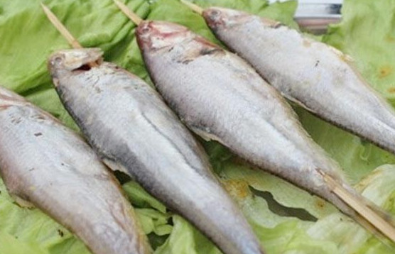 釣馬口魚用什么餌料？釣馬口魚用什么打窩？