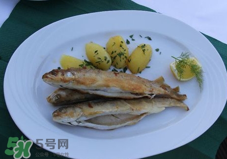 馬口魚(yú)能長(zhǎng)多大？馬口魚(yú)最大能長(zhǎng)多長(zhǎng)？