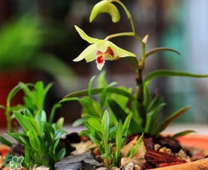 鐵皮石斛怎么養(yǎng)？鐵皮石斛盆栽種植方法