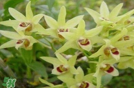 鐵皮石斛花多少錢一斤2017？石斛花多少錢一斤