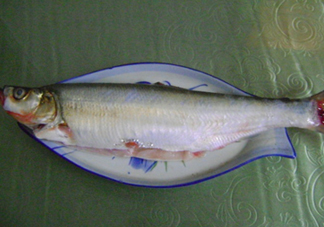 釣翹嘴魚用什么餌料好？翹嘴魚什么時候好釣