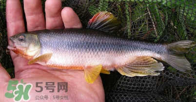 馬口魚多少錢一斤2017？野生馬口魚多少錢一斤？