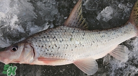 釣翹嘴魚用什么餌料好？翹嘴魚什么時候好釣